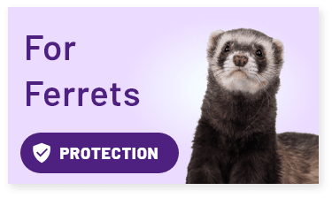 For Ferrets